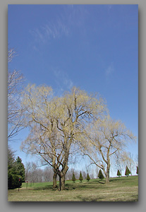 Willows at The precious Blood Monastery - click to enlarge