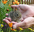 Baby Rabbit - click to enlarge
