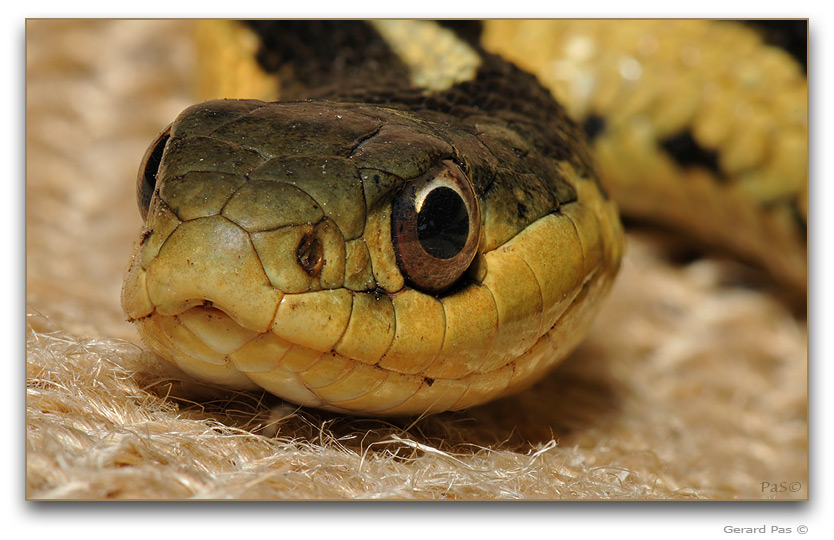 Garter Snake - image stack - click to enlarge image