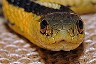 Garter Snake - image stack - click to enlarge