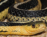 Garter Snake - image stack - click to enlarge