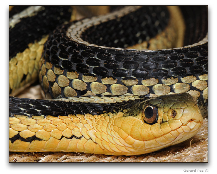 Garter Snake - image stack - click to enlarge image