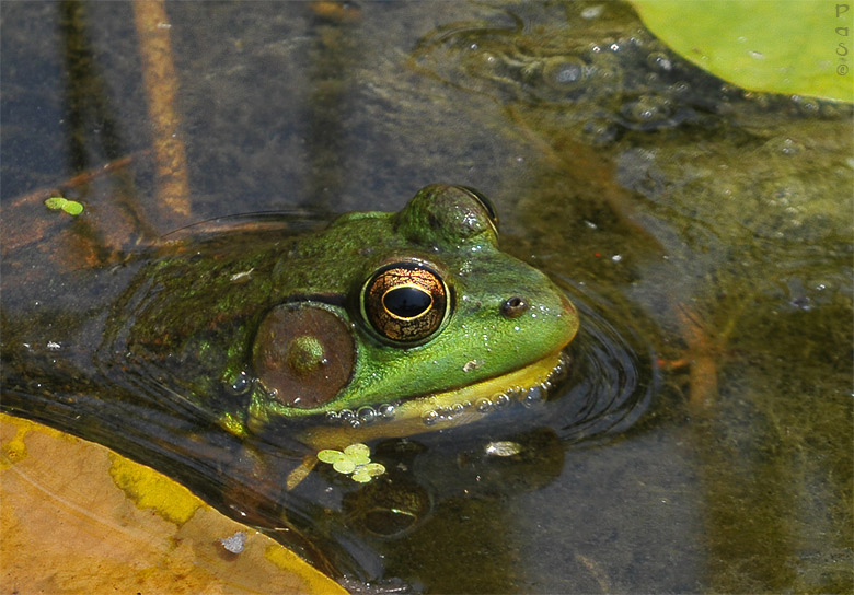 Green frog _DSC8221.JPG - click to enlarge image