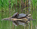 Painted Turtles - click to enlarge