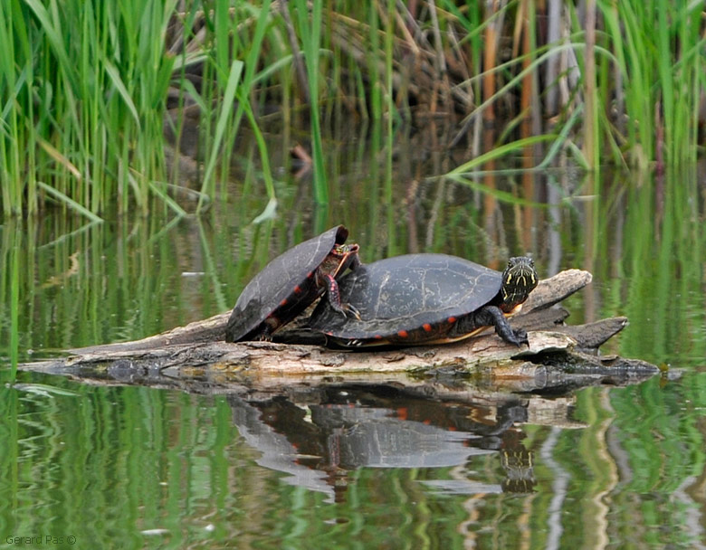 Painted Turtle _DSC2772.JPG - click to enlarge image