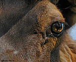 Elk or Wapiti - click to enlarge