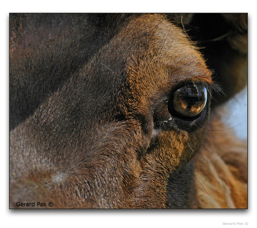 Elk or Wapiti _DSC2868.JPG - click to enlarge image
