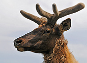 Elk or Wapiti - click to enlarge