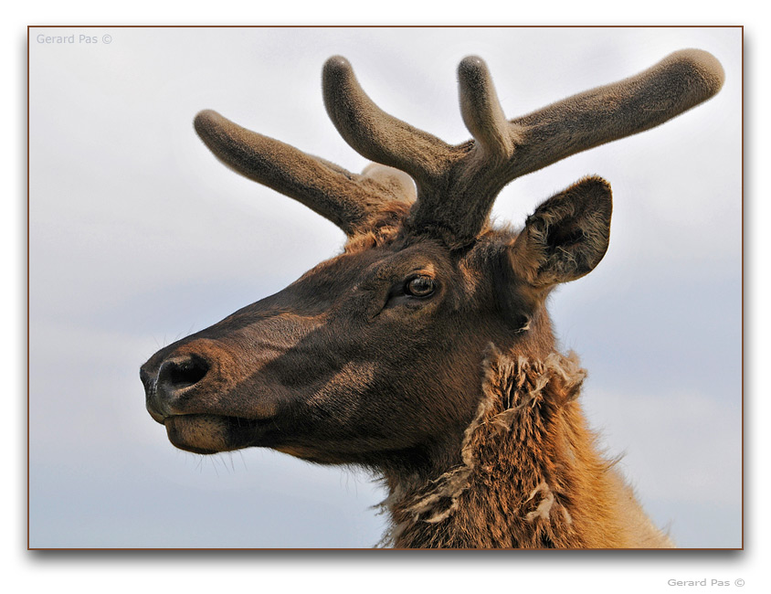 Elk or Wapiti _DSC2906.JPG - click to enlarge image