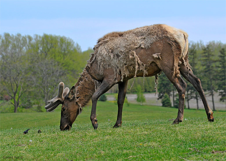 Elk or Wapiti _DSC2906.JPG - click to enlarge image