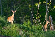 White-tailed Deer - click to enlarge