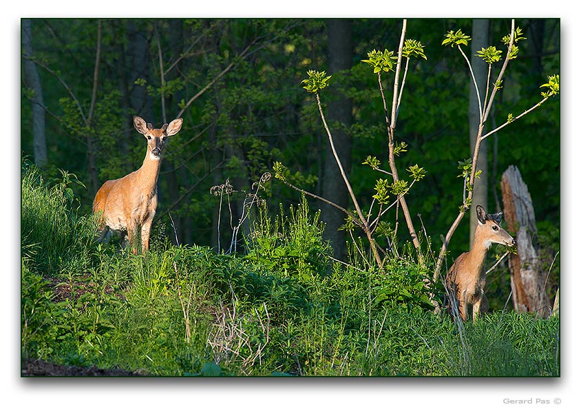 White-tailed Deer - click to enlarge image