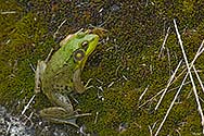 Green Frog - click to enlarge