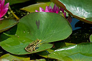 Green Frog - click to enlarge