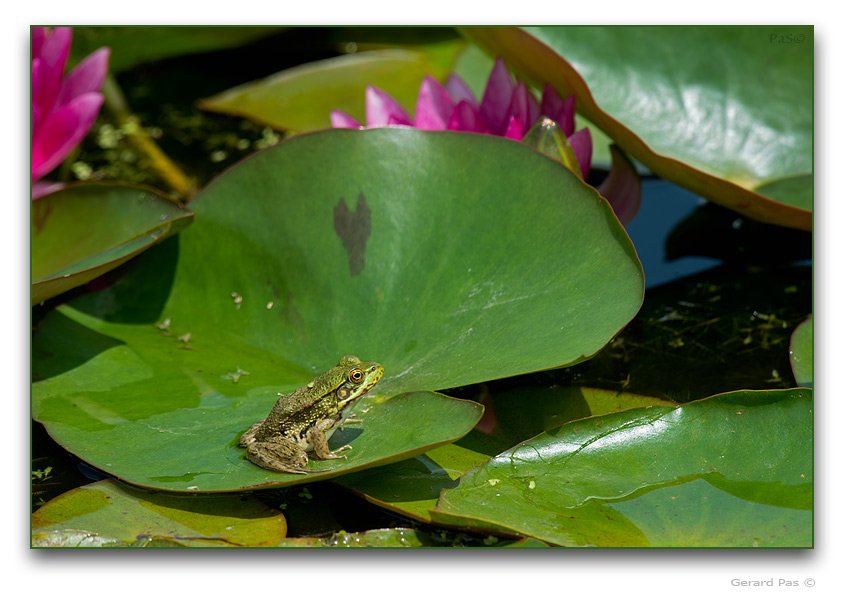 Green Frog - click to enlarge image