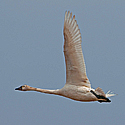 Waterfowl and Aquatic Birds - click to advance