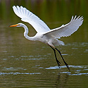 Wading Birds -  click to advance