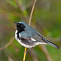 Warblers -  click to advance