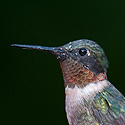 Hummingbirds and Travel - click to advance