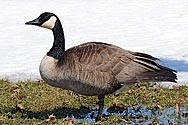 Canada Goose (my first wildlife photograph) - click to enlarge