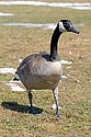 Canada Goose - click to enlarge