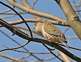 Mourning Dove - click to enlrage