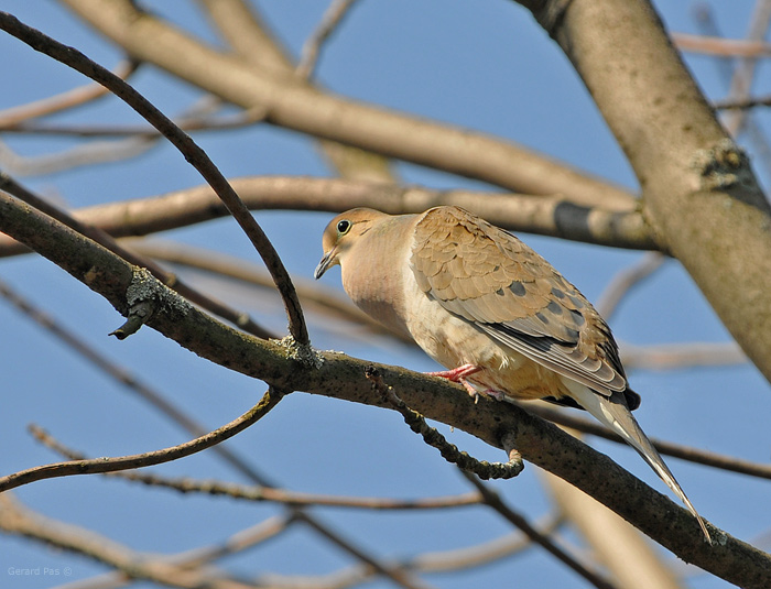 Mourning Dove DSC_1799.JPG - click to enlarge image