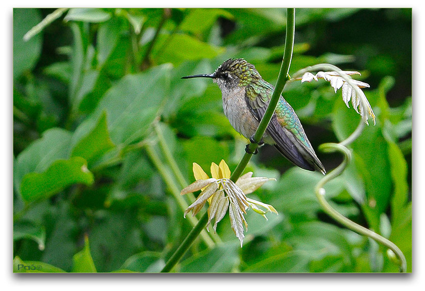 Ruby-throated Hummingbird _DSC10001.JPG - click to enlarge image