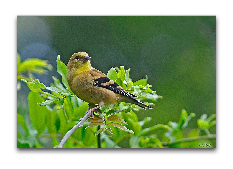 Eastern Goldfinch _DSC10073.JPG - click to enlarge image