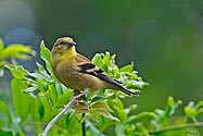 American Goldfinch (female) - click to advance