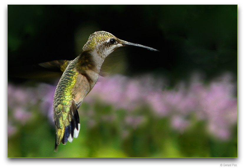 Ruby-throated Hummingbird _DSC10142.JPG - click to enlarge image