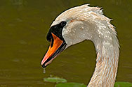 Mute Swan - click to enlarge