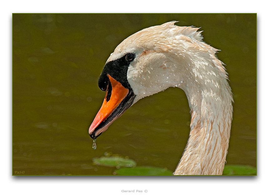 Mute Swan - click to enlarge image