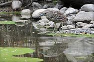 Black-crowned Night Heron (immature) - click to enlarge