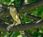 Sharp-shinned Hawk - click to enlarge