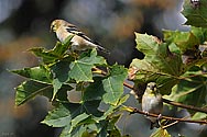 American Goldfinch - click to advance
