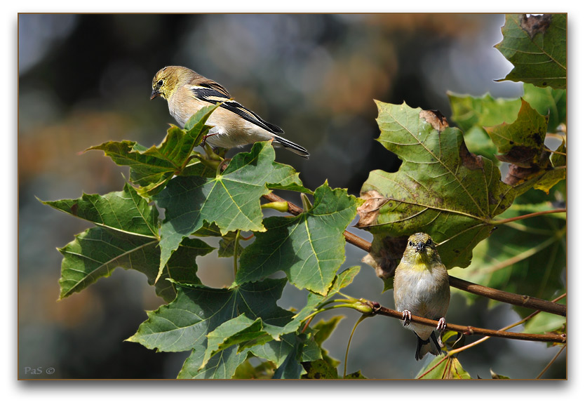 Eastern Goldfinch _DSC12516.JPG - click to enlarge image