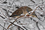 Mourning Dove - click to enlrage