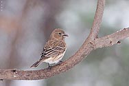 House Finch (female) - click to enlarge