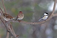 Sparrow - Finch - Chickadee - click to enlarge