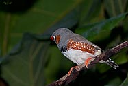 Zebra Finch - click to enlarge