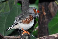 Zebra Finch - click to enlarge