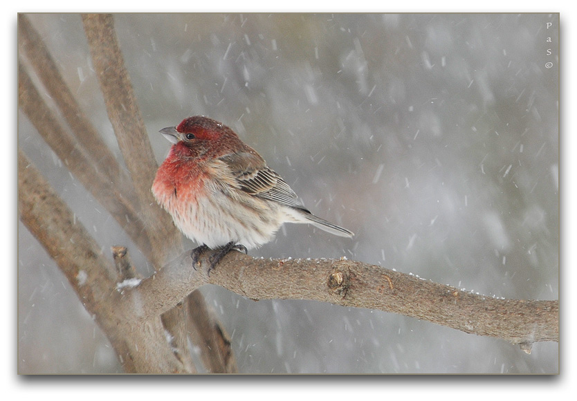 Common House Finch _DSC13440.JPG - click to enlarge image
