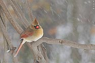 Northern Cardinal (female) - click to enlarge