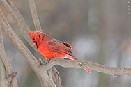 Northern Cardinal (male) - click to enlarge