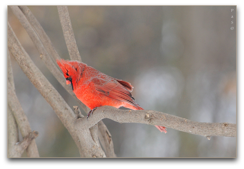 Northern Cardinal _DSC13475.JPG - click to enlarge image