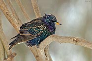 European Starling - click to advance