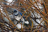 Blue Jay in a winter rain - click to enlarge