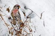 Common Redpoll - click to enlarge