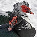 Muscovy Ducks - click to enlarge